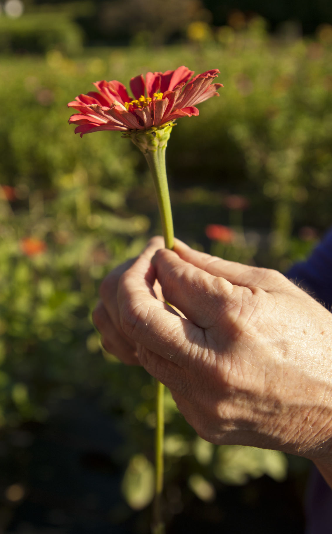 Cutting flowers